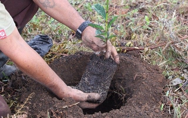 Hướng dẫn kỹ thuật trồng cà phê 