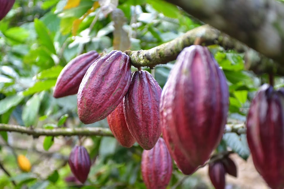 Cây Cacao