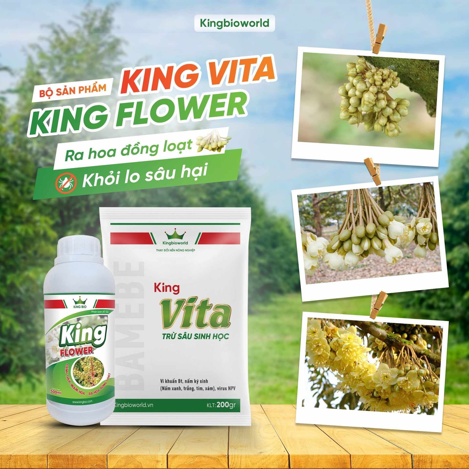 Combo King Vita - King Flower ra hoa đồng loạt khỏi lo sâu hại