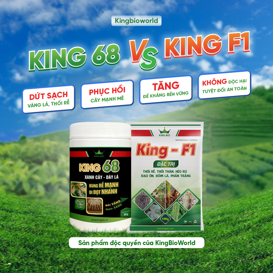 combo-vang-la-thoi-re-tieu-diet nam-benh-kich-re-nhanh-kingbioworld