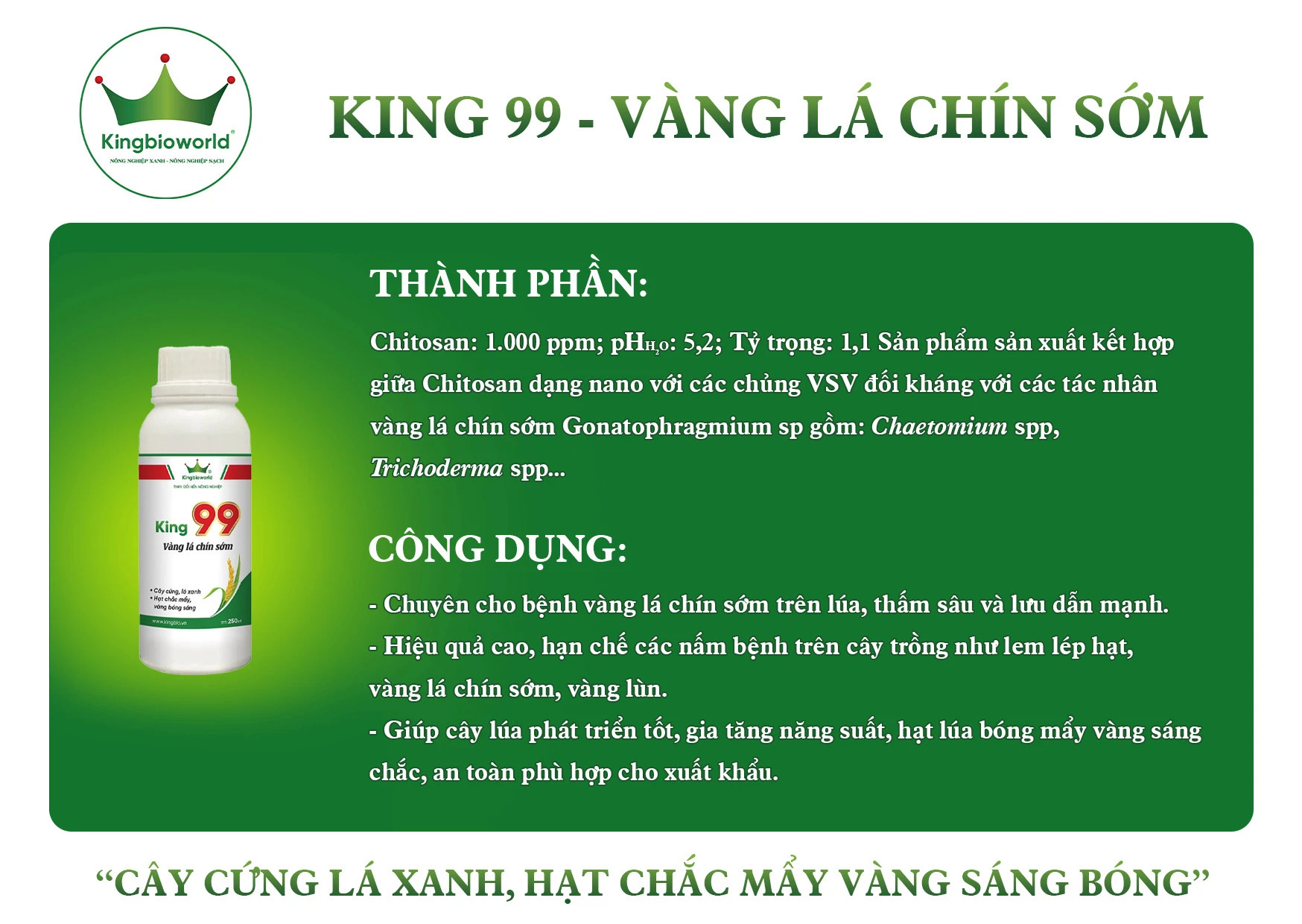 thanh-phan-cong-dung-king-99-tri-benh-vang-la-chin-som-cay-cung-la-xanh-hat-chac-may-vang-sang-bong