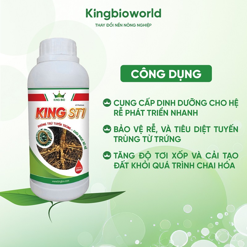 cong-dung-king-st1-phong-tru-tuyen-trung,-khoi-phuc-bo-re,-cai-tao-dat-1