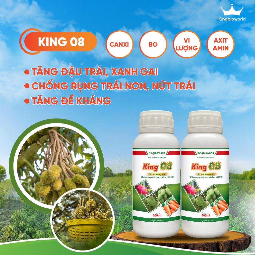 KING 08: TĂNG ĐẬU TRÁI, CHỐNG RỤNG TRÁI NON