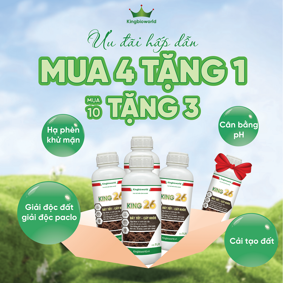 KING 26: CẢI TẠO ĐẤT, NÂNG PH, HẠ PHÈN