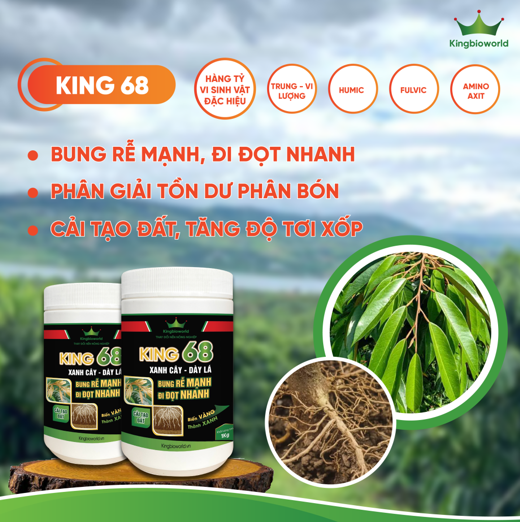KING 68: BUNG RỄ MẠNH, ĐI ĐỌT NHANH