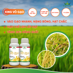 KING VÔ GẠO: VÀO GẠO NHANH, CHẮC HẠT