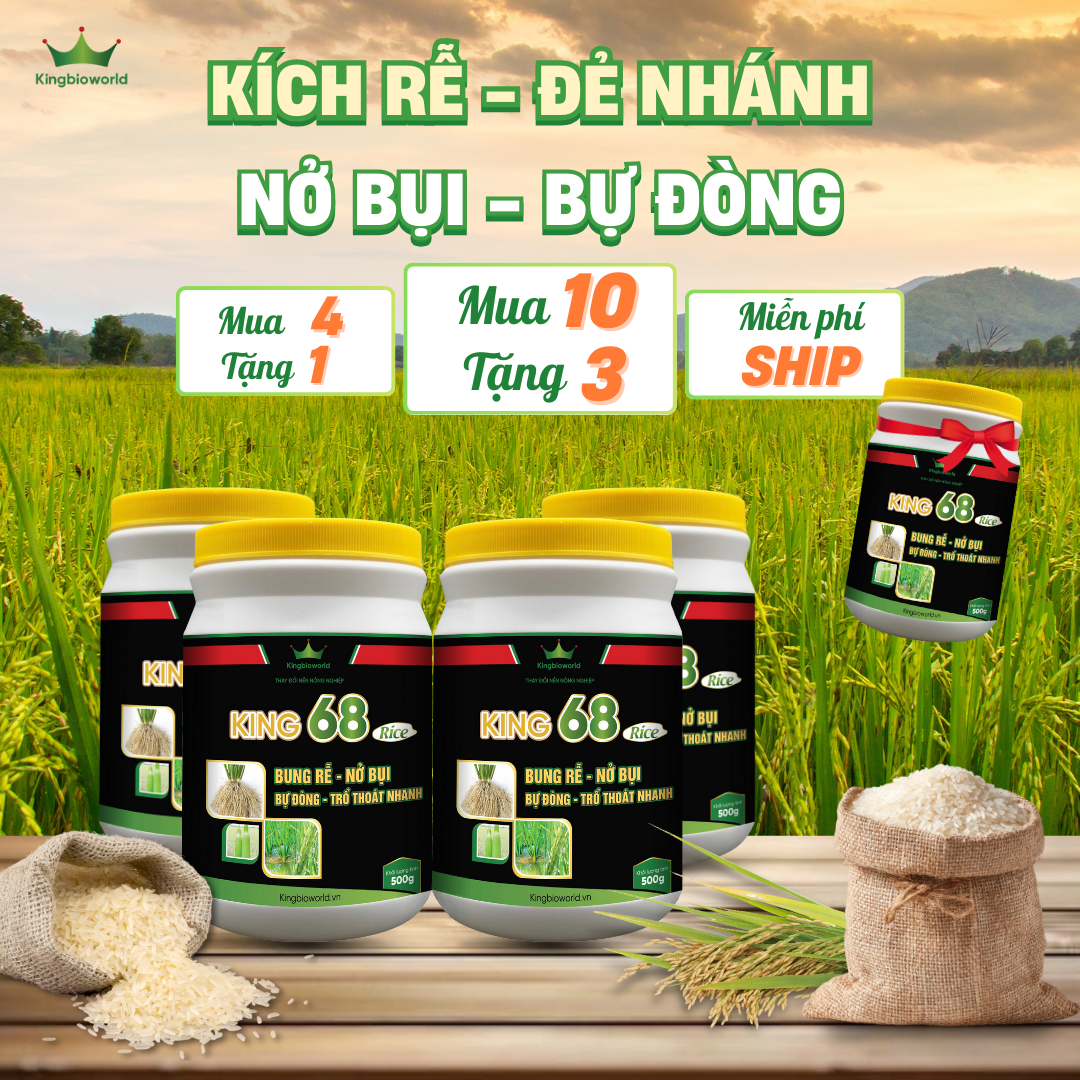 KING 68 RICE: KÍCH RỄ, NỞ BỤI, BỰ ĐÒNG