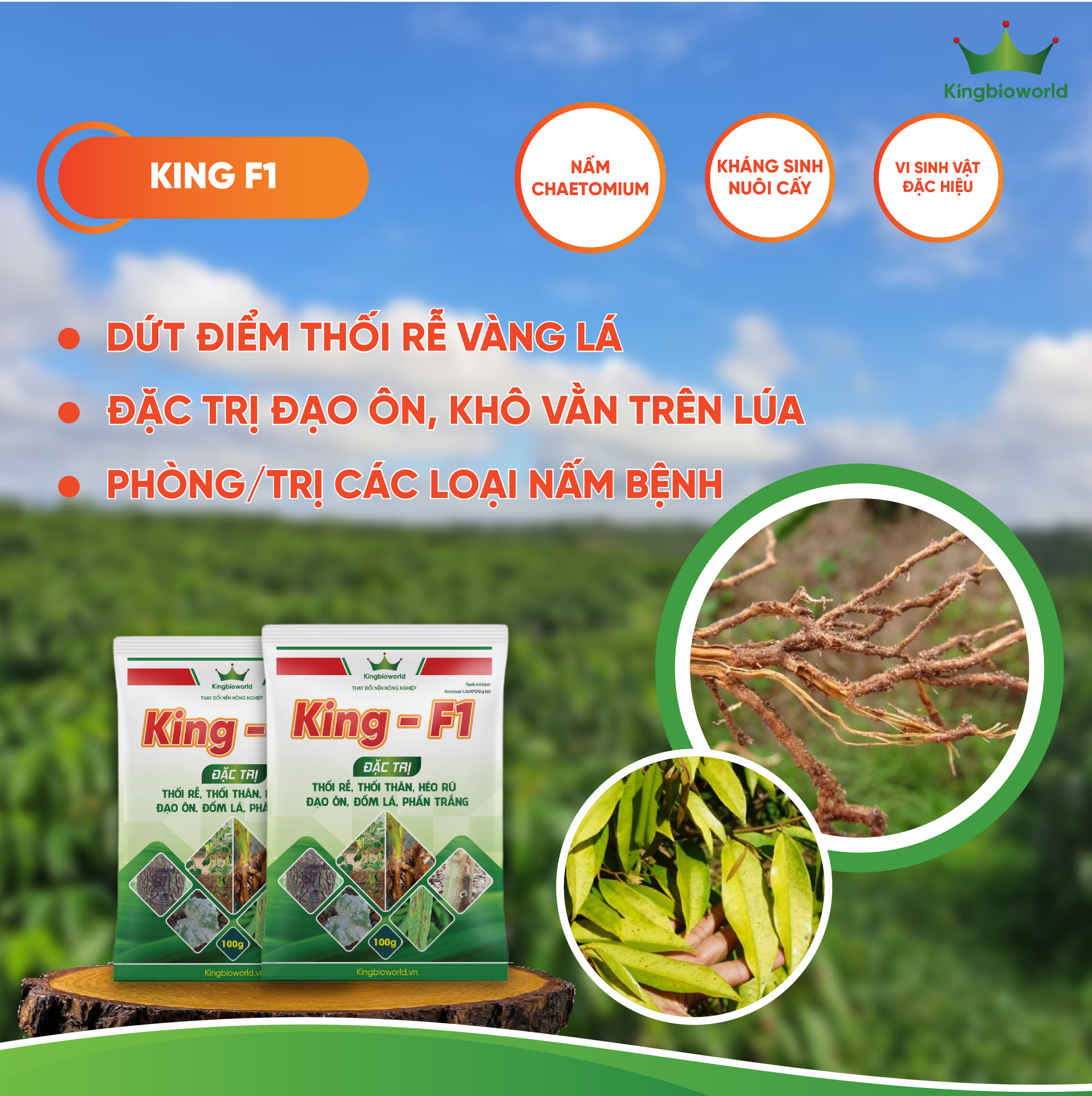 KING F1: ĐẶC TRỊ NẤM BỆNH, THỐI RỄ VÀNG LÁ