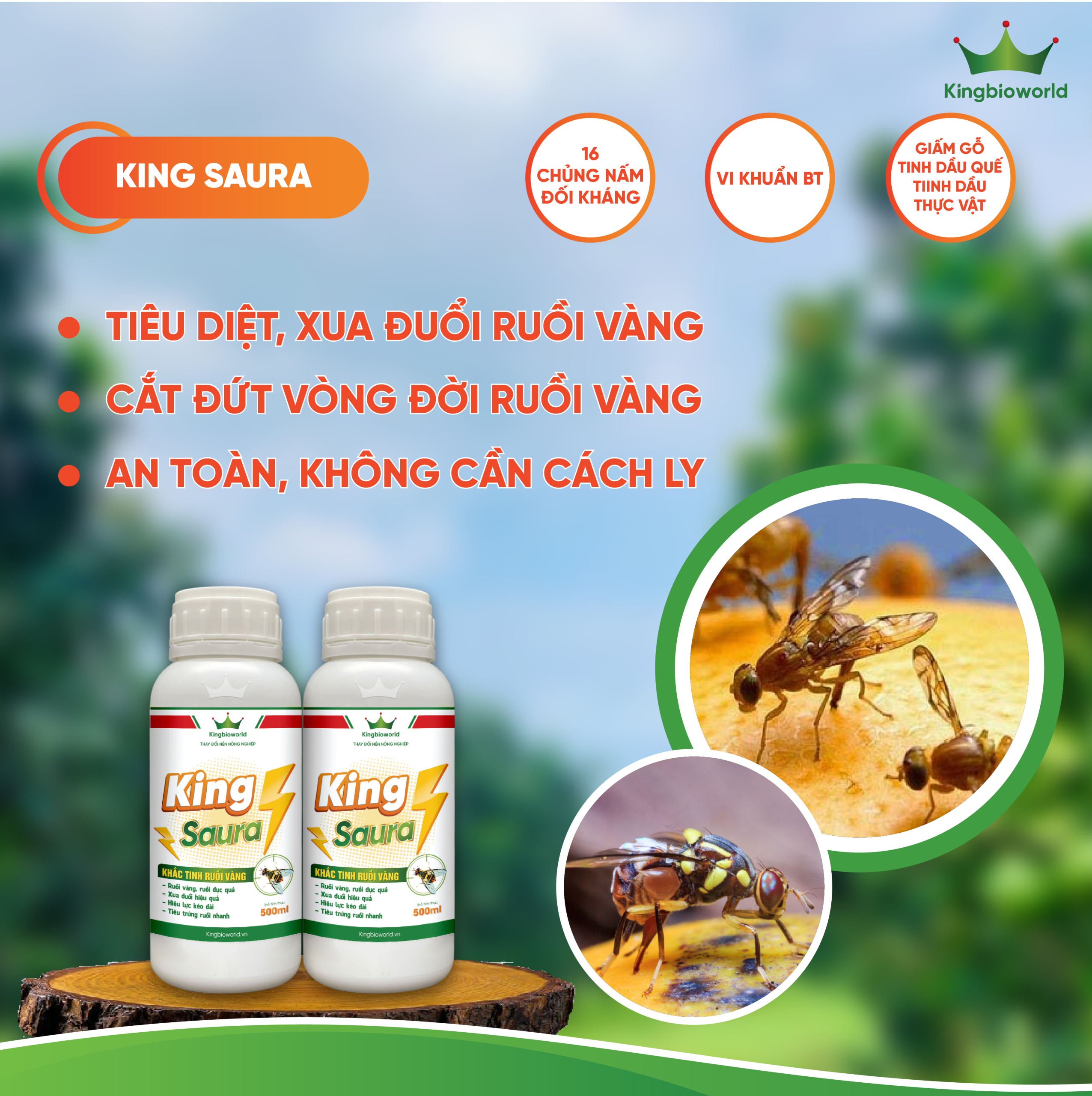 KING SAURA: ĐẶC TRỊ, XUA ĐUỔI RUỒI VÀNG