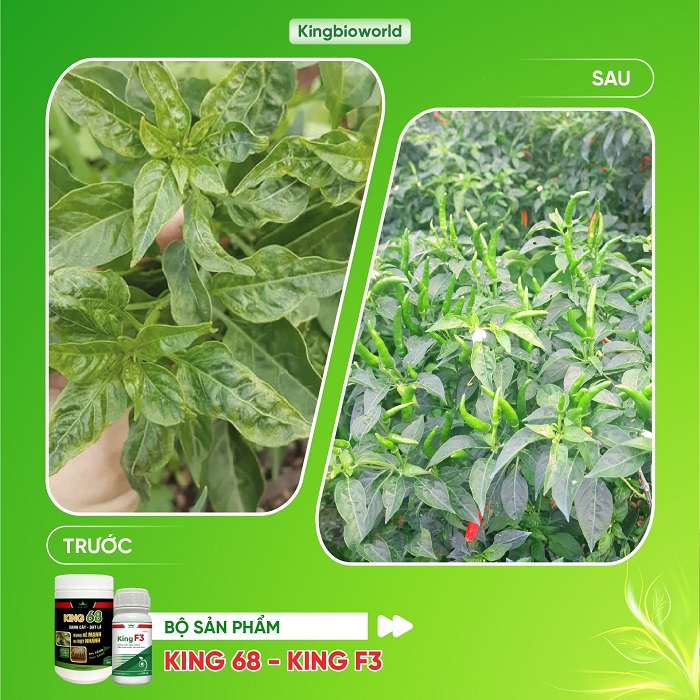 Ớt bị xoăn lá, héo xanh: Thời điểm vàng phun phòng bệnh hiệu quả nhất