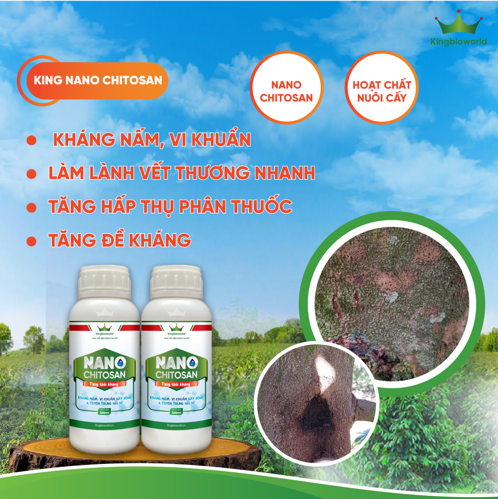 NANO CHITOSAN: KHÁNG NẤM KHUẨN, TĂNG ĐỀ KHÁNG