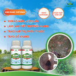 NANO CHITOSAN: KHÁNG NẤM KHUẨN, TĂNG ĐỀ KHÁNG
