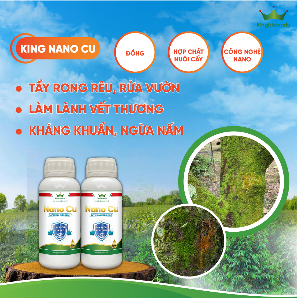NANO CU: TẨY RONG RÊU, LÀM LÀNH VẾT THƯƠNG