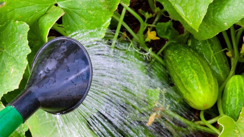 Tưới nước sai cách khiến dưa leo bị đắng