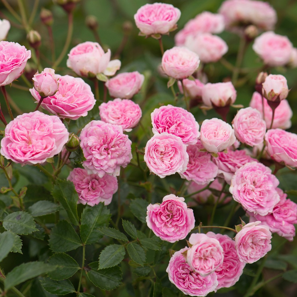 Hoa nhỏ, nụ yếu: Xử lý sao cho kịp chơi Tết?