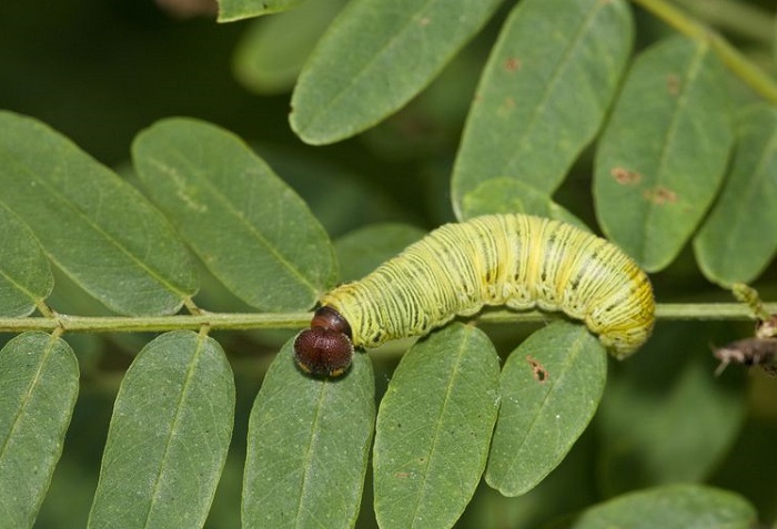 Cảnh báo nóng: Hai hoạt chất diệt sâu quen thuộc sắp bị cấm tại Việt Nam