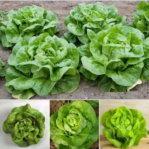 Cách vỗ béo xà lách lớn nhanh, xanh mướt để kịp thu hoạch ăn Tết